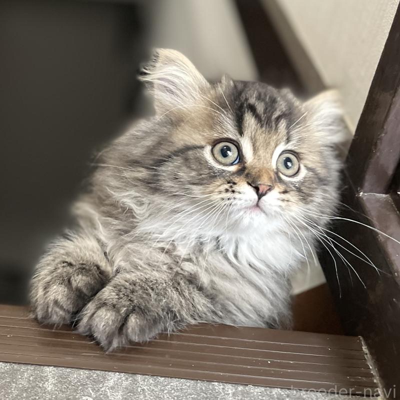 販売中の愛知県のミヌエット-136427