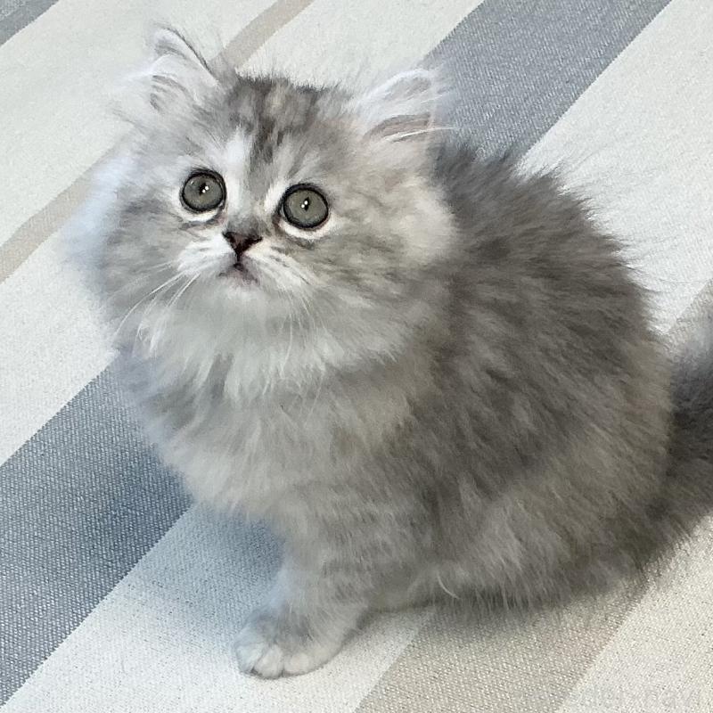 販売中の愛知県のミヌエット-136428の10枚目