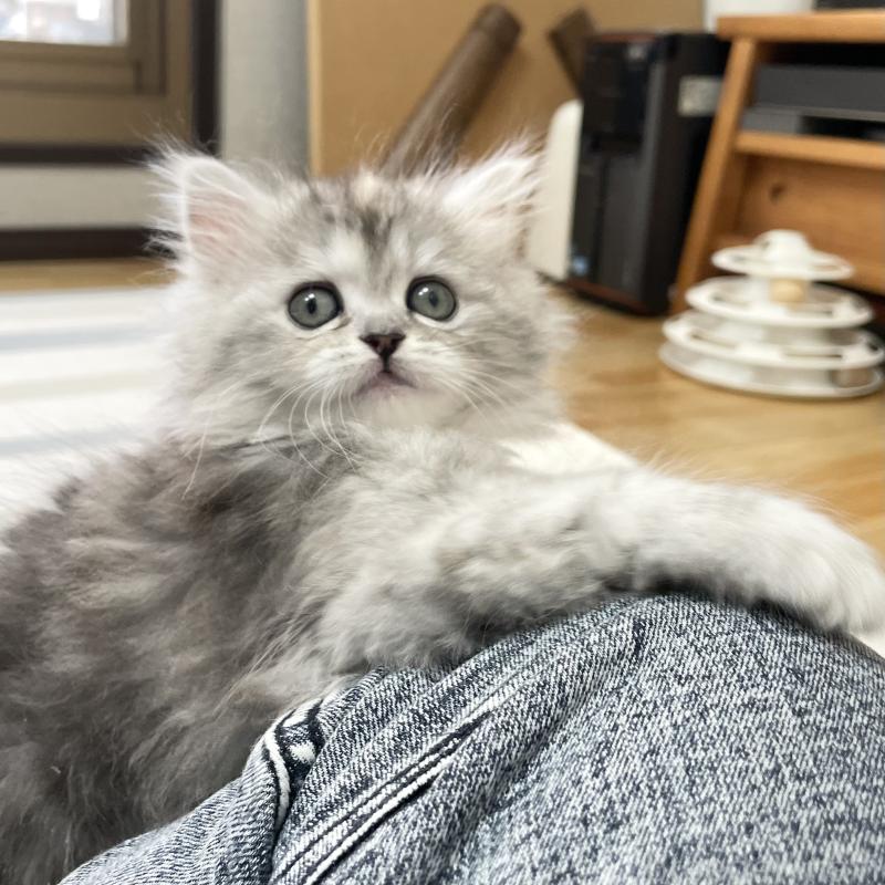 販売中の愛知県のミヌエット-136428の7枚目