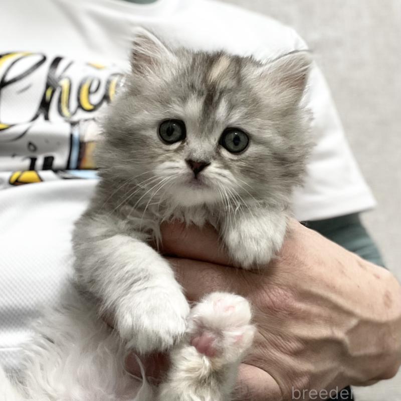 販売中の愛知県のミヌエット-136428の3枚目