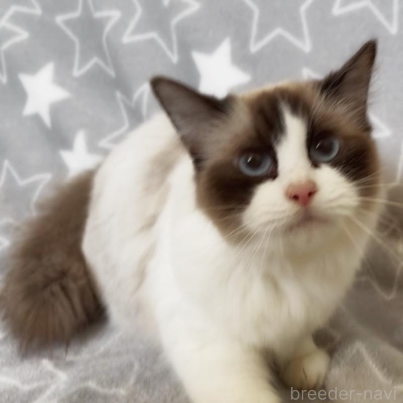 販売中の埼玉県のラグドール-139464の1枚目