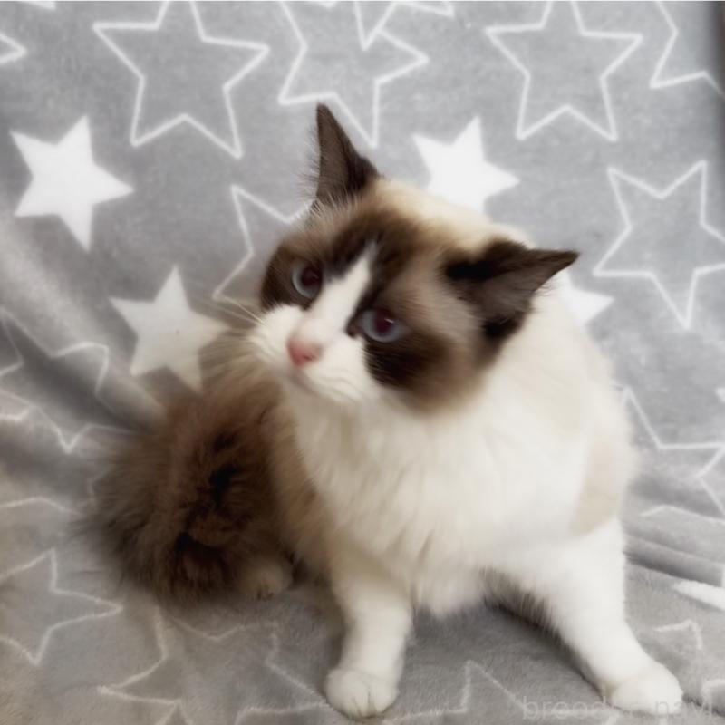 販売中の埼玉県のラグドール-139464の7枚目