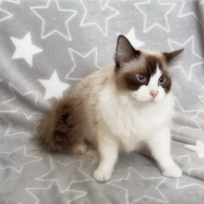 販売中の埼玉県のラグドール-139464の6枚目