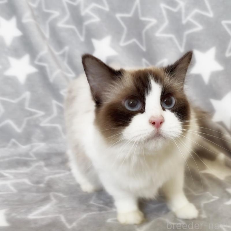 販売中の埼玉県のラグドール-139464の5枚目