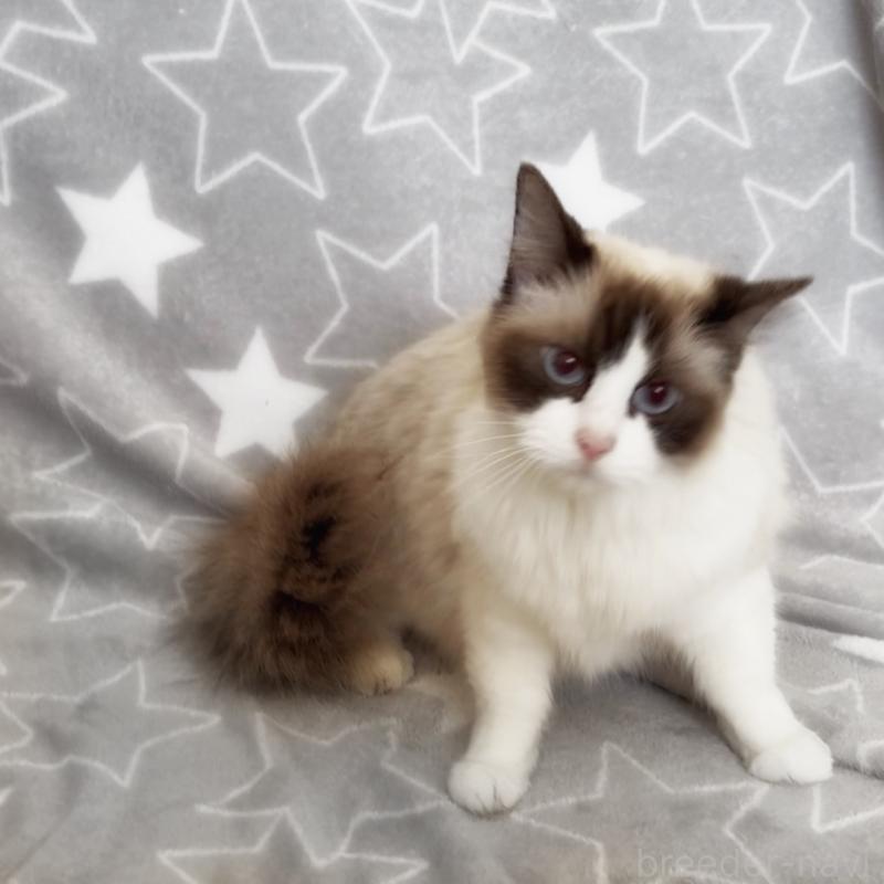 販売中の埼玉県のラグドール-139464の4枚目