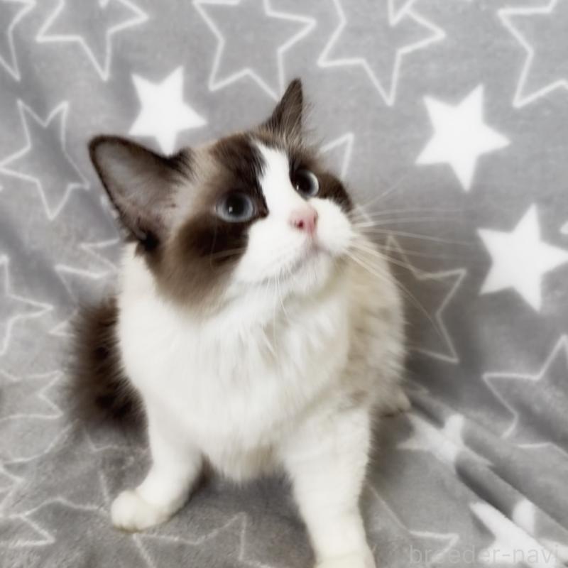 販売中の埼玉県のラグドール-139464の3枚目