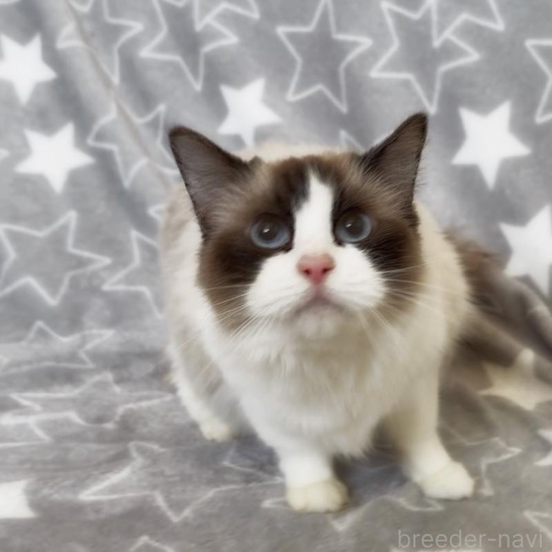 販売中の埼玉県のラグドール-139464の2枚目