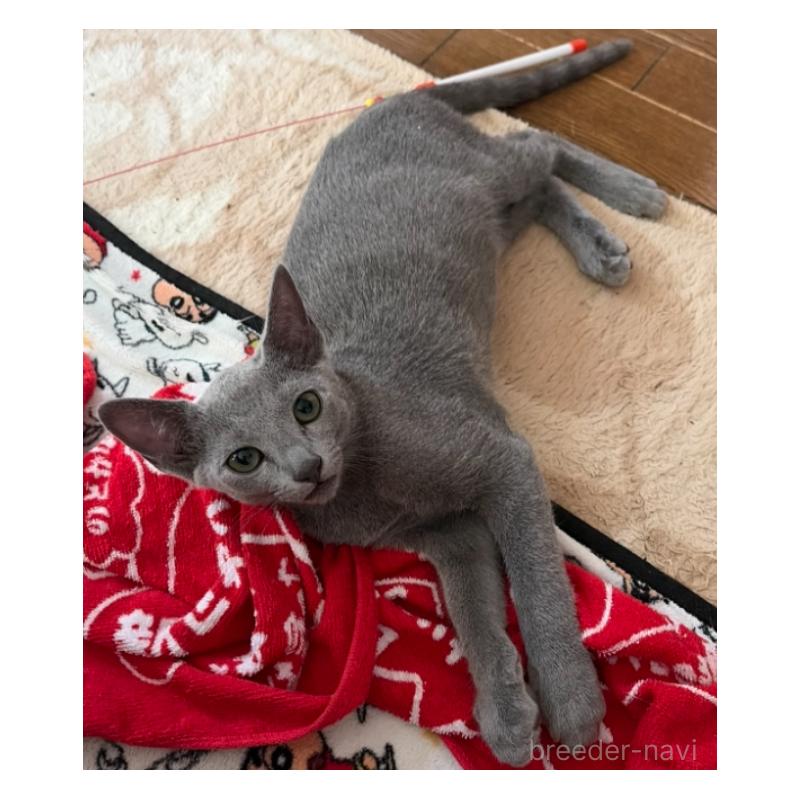 販売中の埼玉県のロシアンブルー-139463の22枚目