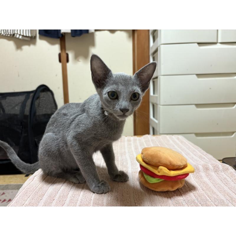 販売中の埼玉県のロシアンブルー-139463の21枚目