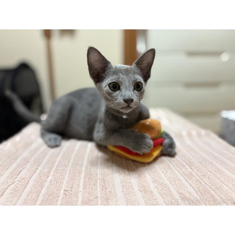 販売中の埼玉県のロシアンブルー-139463の20枚目