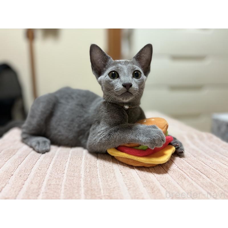 販売中の埼玉県のロシアンブルー-139463の19枚目