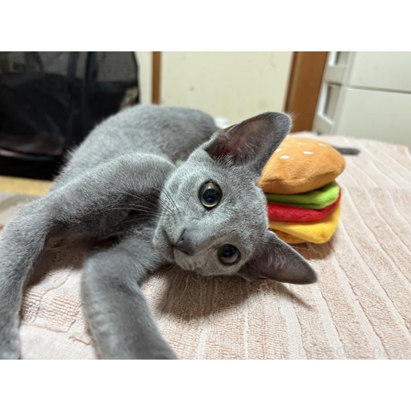 販売中の埼玉県のロシアンブルー-139463の18枚目