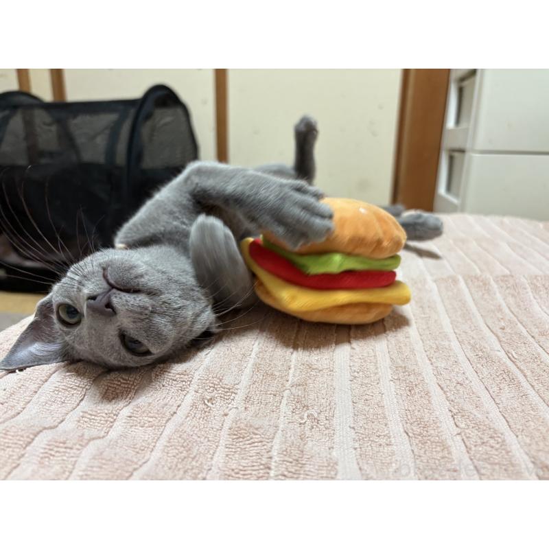 販売中の埼玉県のロシアンブルー-139463の17枚目