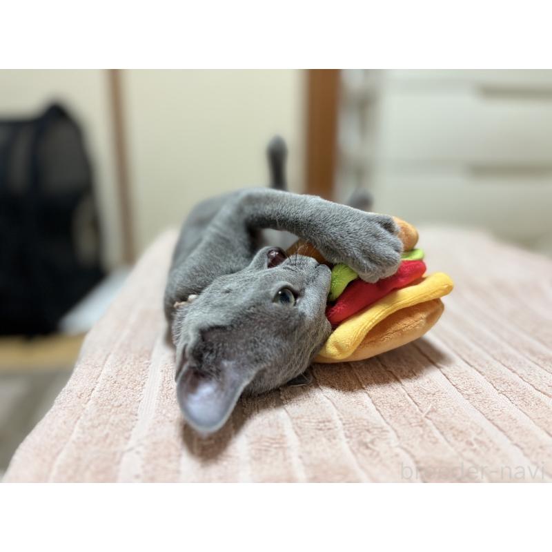 販売中の埼玉県のロシアンブルー-139463の16枚目