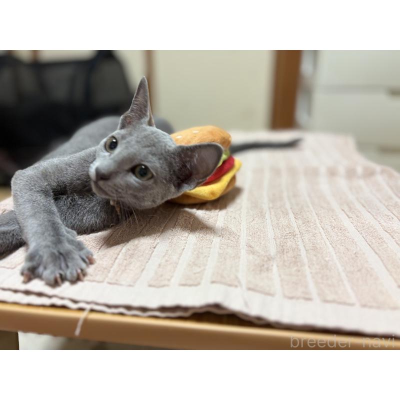 販売中の埼玉県のロシアンブルー-139463の15枚目