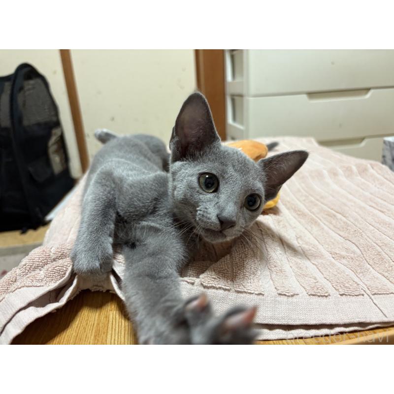 販売中の埼玉県のロシアンブルー-139463の14枚目