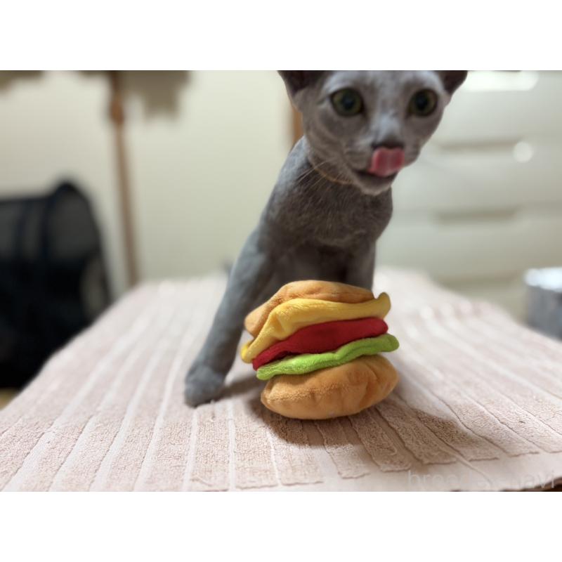 販売中の埼玉県のロシアンブルー-139463の13枚目