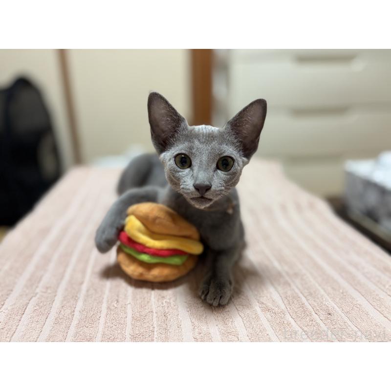 販売中の埼玉県のロシアンブルー-139463の12枚目