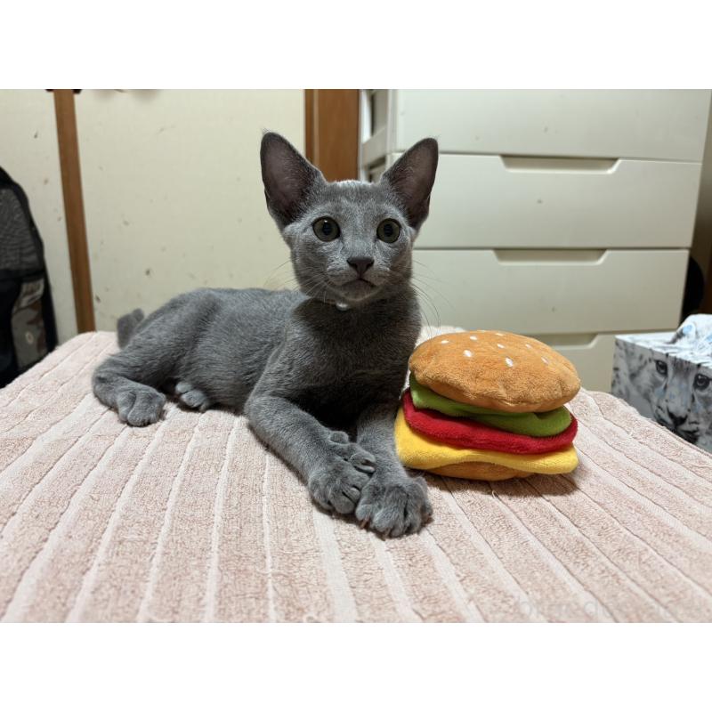 販売中の埼玉県のロシアンブルー-139463の10枚目