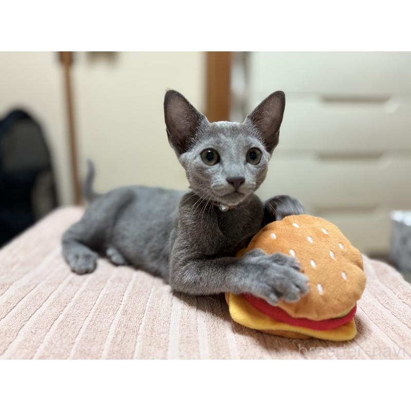 販売中の埼玉県のロシアンブルー-139463の9枚目