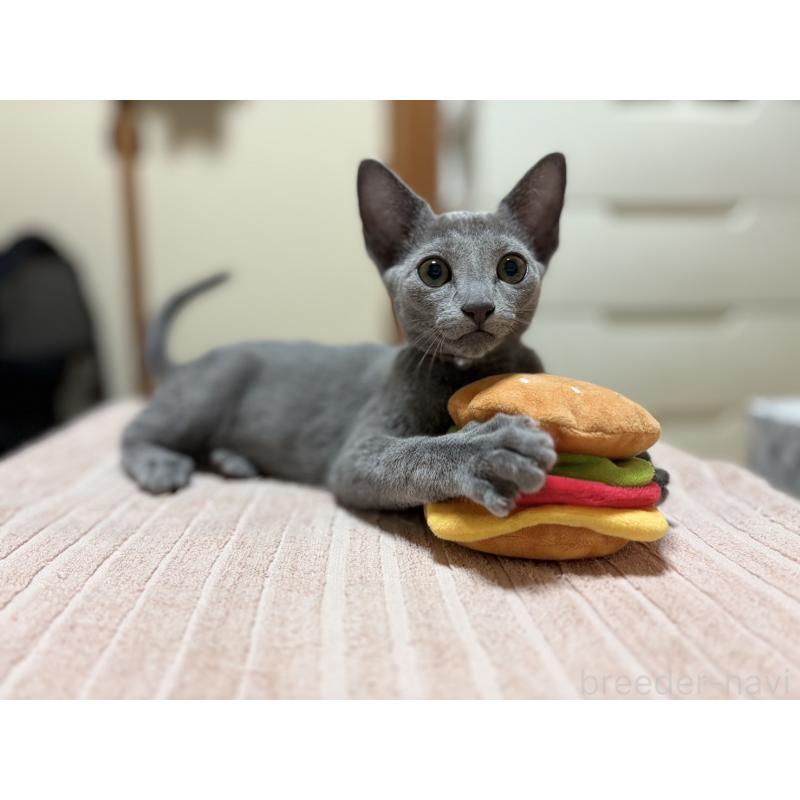 販売中の埼玉県のロシアンブルー-139463の8枚目