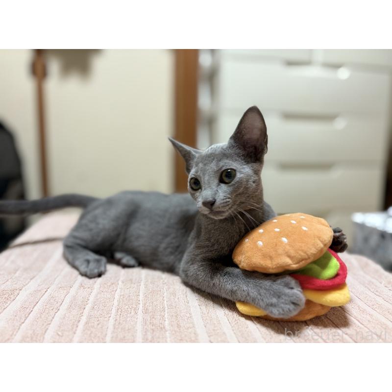 販売中の埼玉県のロシアンブルー-139463の7枚目