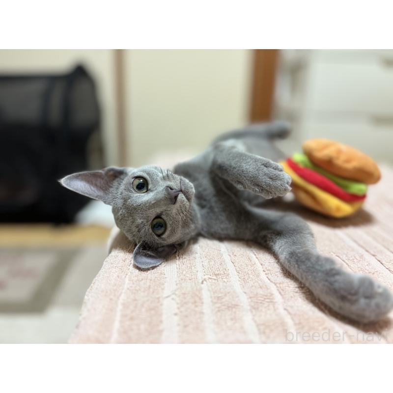 販売中の埼玉県のロシアンブルー-139463の6枚目