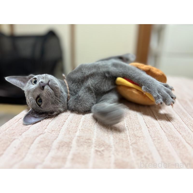 販売中の埼玉県のロシアンブルー-139463の5枚目