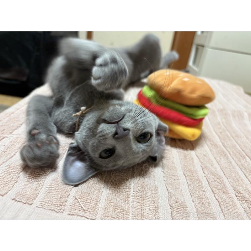 販売中の埼玉県のロシアンブルー-139463の4枚目