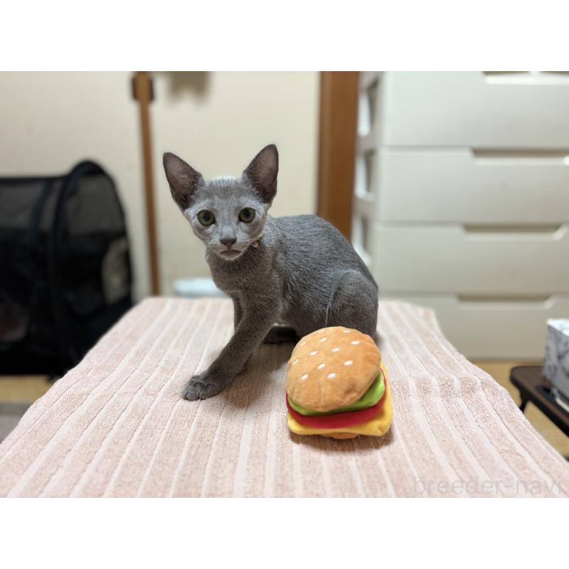 販売中の埼玉県のロシアンブルー-139463の3枚目