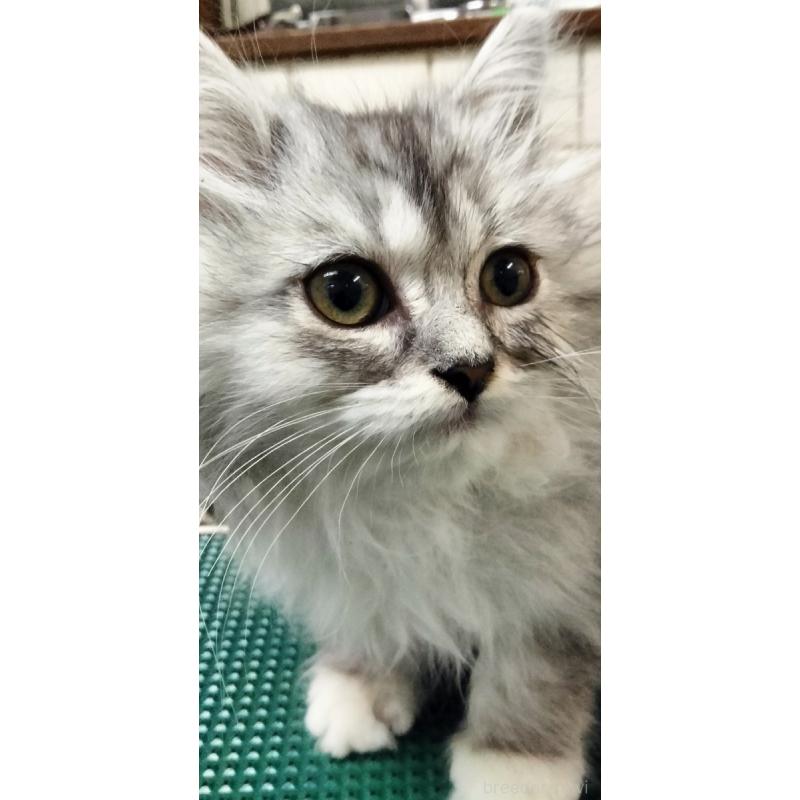 販売中の埼玉県のミックス-139465の4枚目