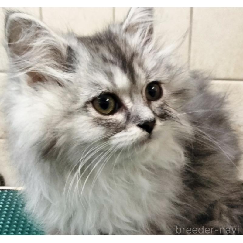 販売中の埼玉県のミックス-139465の3枚目