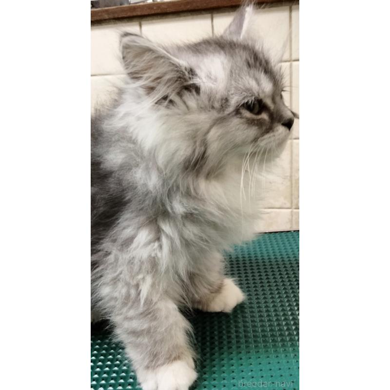 販売中の埼玉県のミックス-139465の2枚目