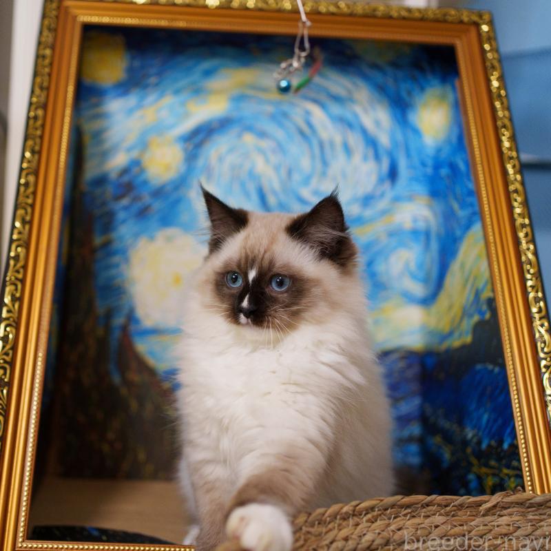 販売中の大阪府のサイベリアン-136716の10枚目