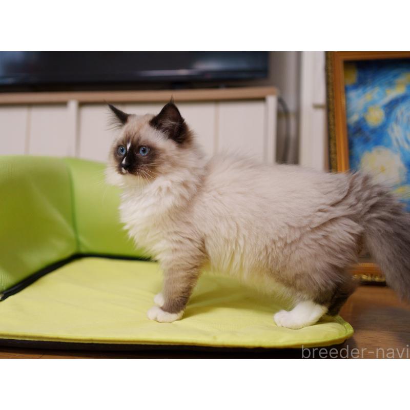 販売中の大阪府のサイベリアン-136716の9枚目