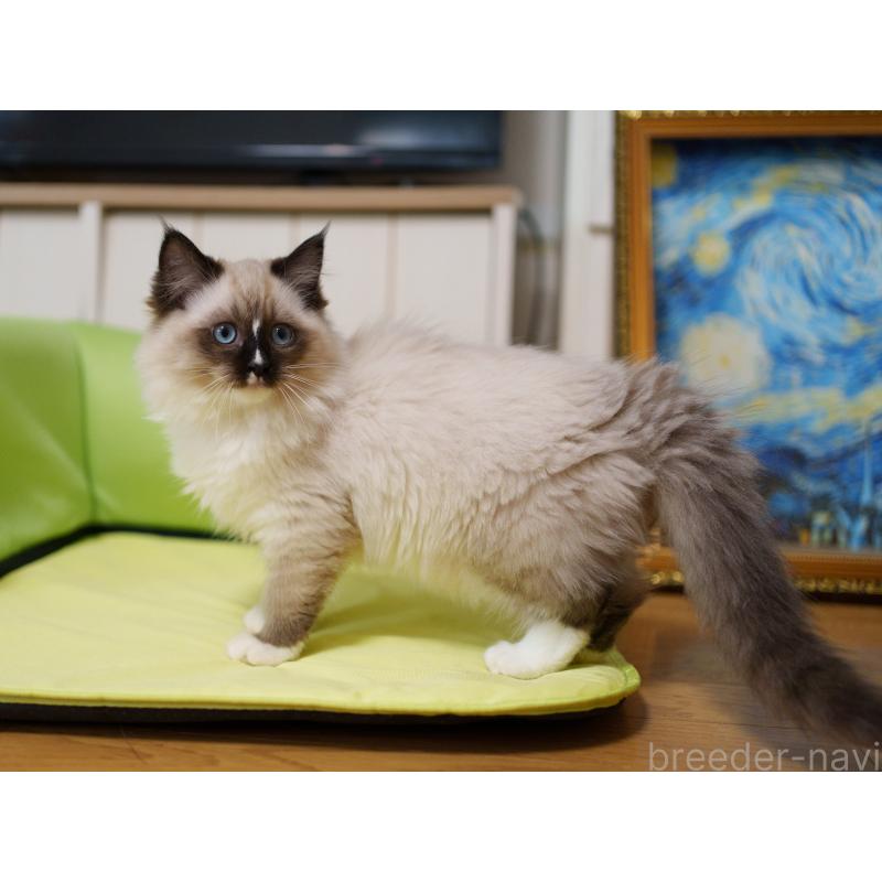 販売中の大阪府のサイベリアン-136716の8枚目