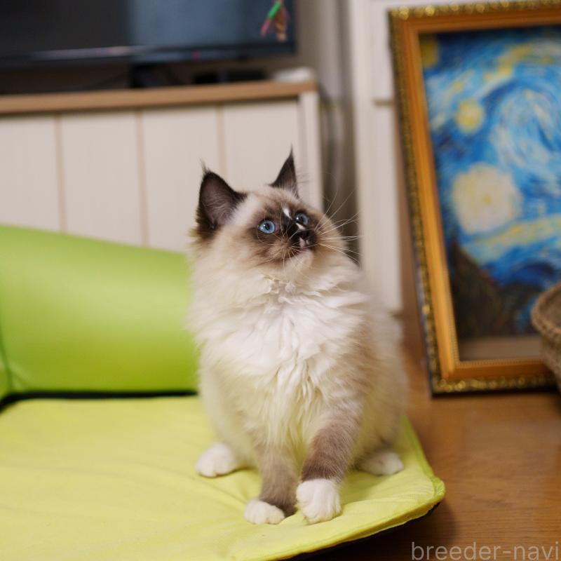 販売中の大阪府のサイベリアン-136716の7枚目