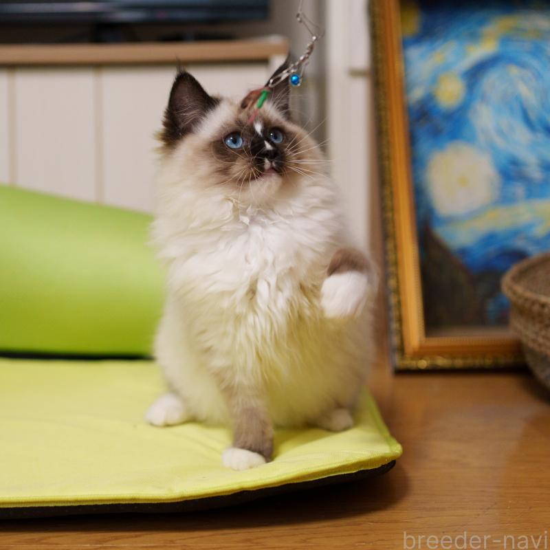 販売中の大阪府のサイベリアン-136716の5枚目