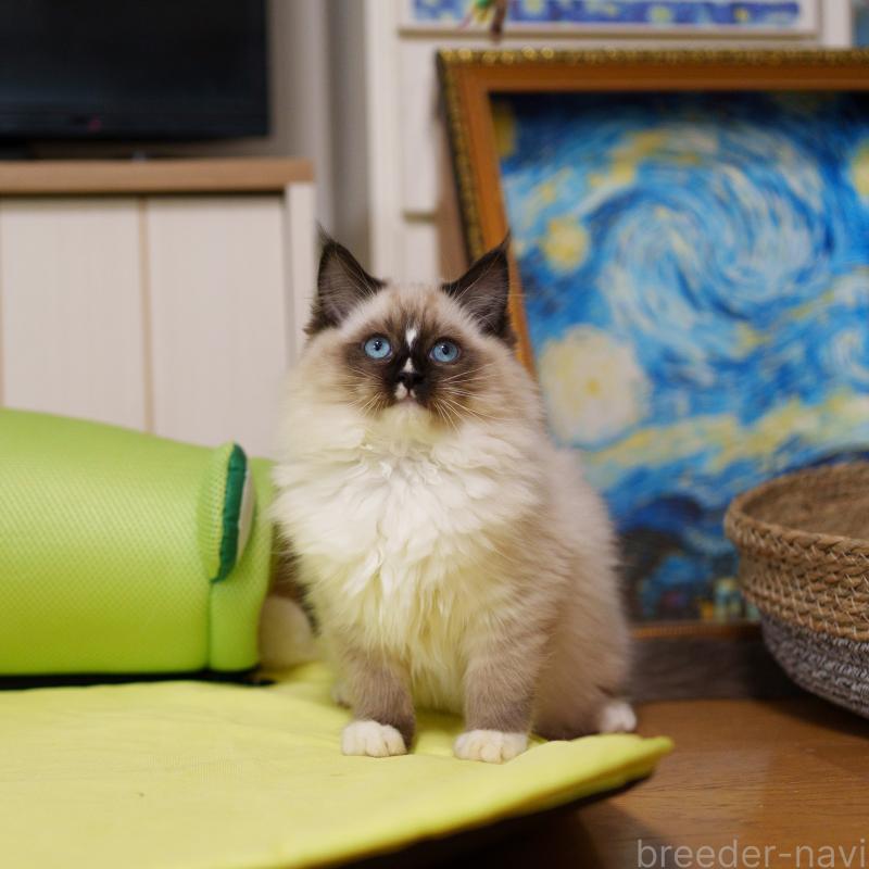 販売中の大阪府のサイベリアン-136716の4枚目