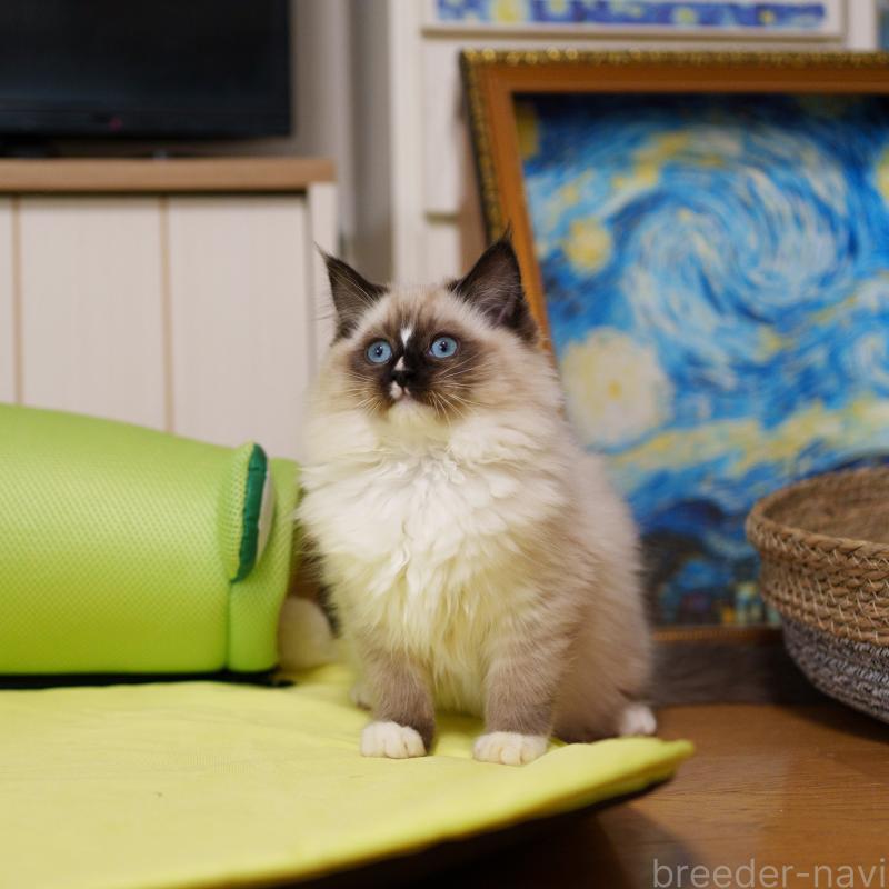 販売中の大阪府のサイベリアン-136716の3枚目