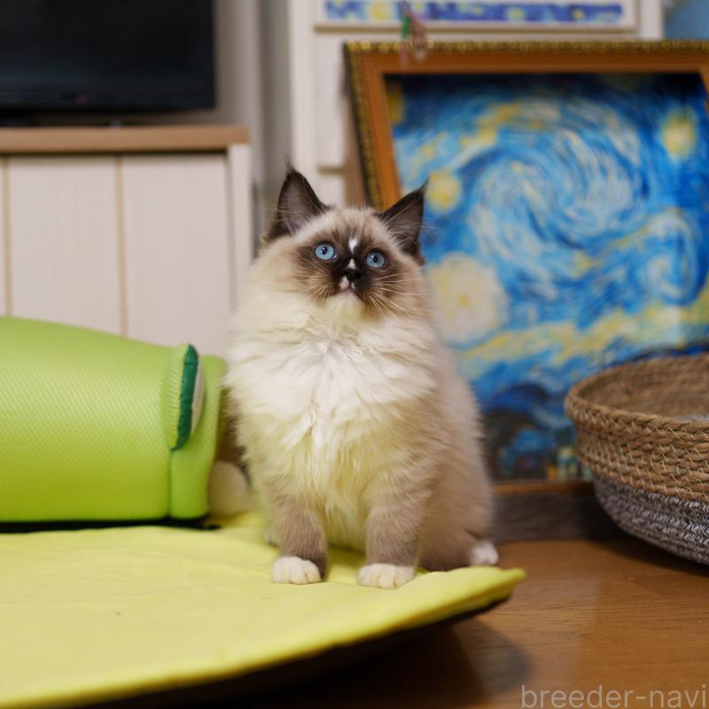 販売中の大阪府のサイベリアン-136716の2枚目