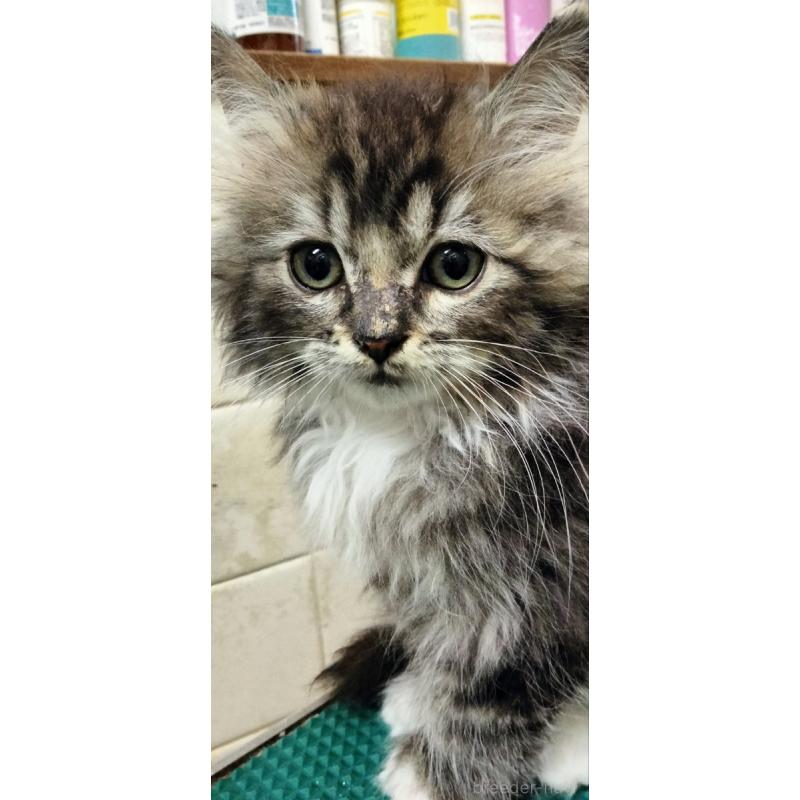 販売中の埼玉県のミックス-139466の5枚目