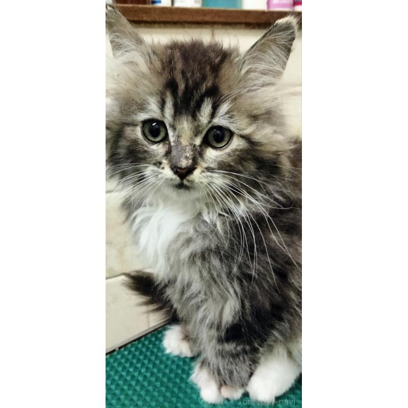 販売中の埼玉県のミックス-139466の4枚目