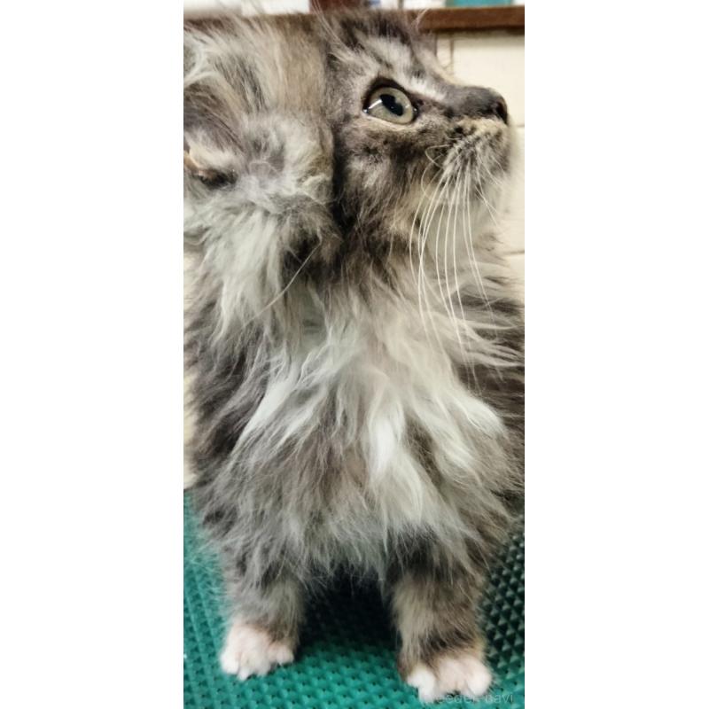 販売中の埼玉県のミックス-139466の3枚目