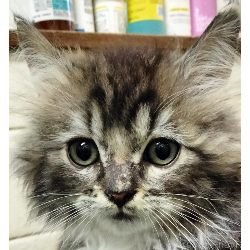 販売中の埼玉県のミックス-139466の2枚目