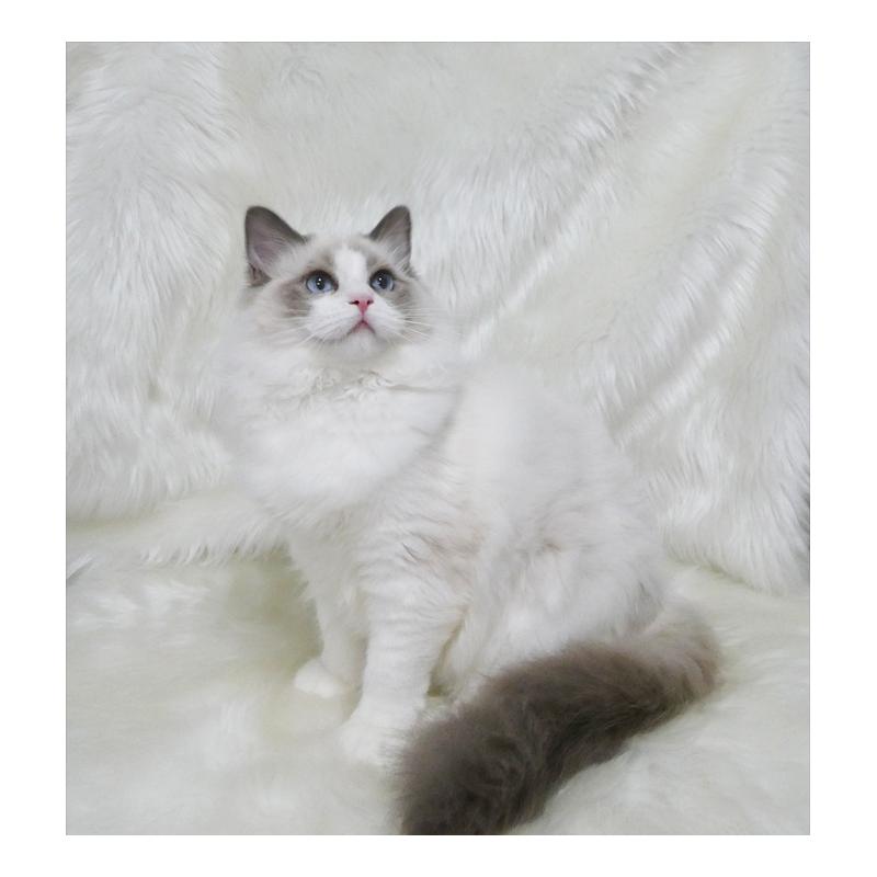 販売中の茨城県のラグドール-139467の4枚目