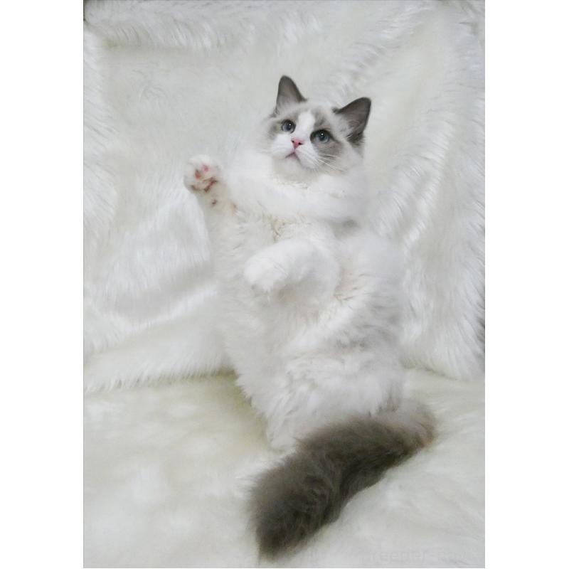 販売中の茨城県のラグドール-139467の3枚目