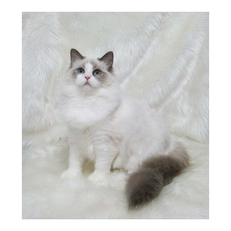 販売中の茨城県のラグドール-139467の2枚目