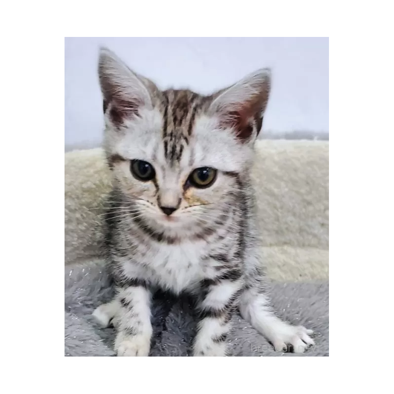 販売中の愛知県のアメリカンショートヘア-139468の3枚目