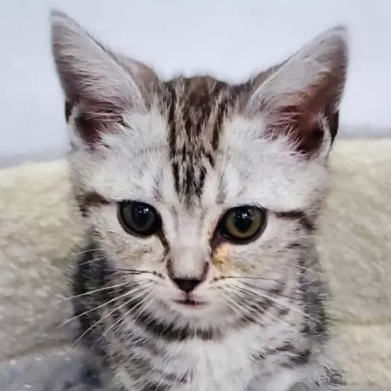 販売中の愛知県のアメリカンショートヘア-139468の1枚目